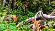 Bekantan dihutan rimba