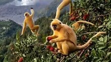 Lutung kuning diatas pohon