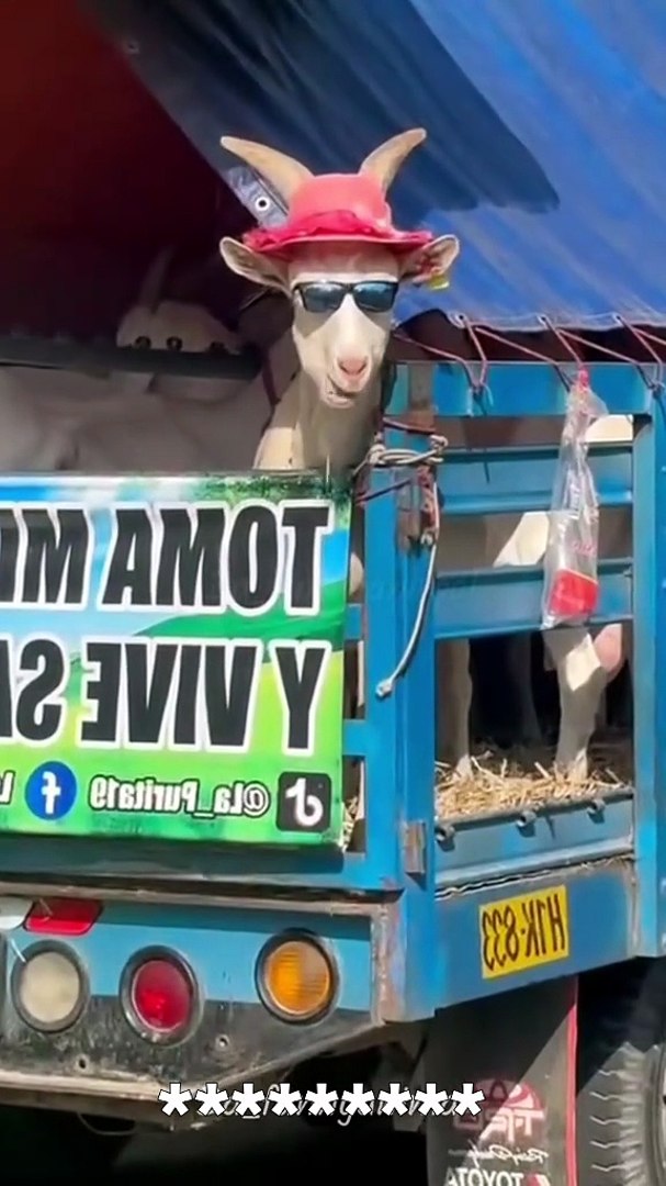 ⁣Goat