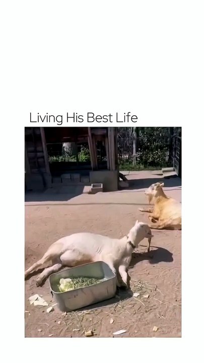 Living his best life