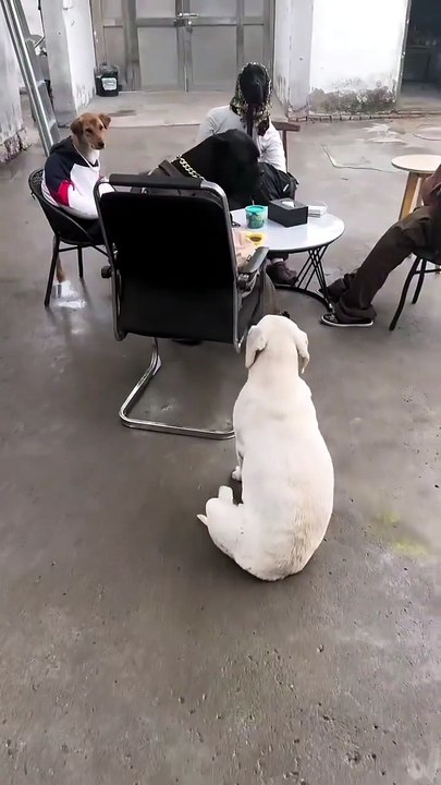 🐕  chilling 😎