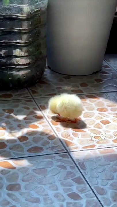 Sleeping chick