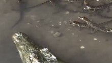 🔥 A Nile crocodile mother watches over more than 30 of her hatchlings in Malawi  🔥