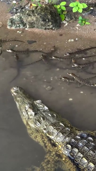 🔥 A Nile crocodile mother watches over more than 30 of her hatchlings in Malawi  🔥