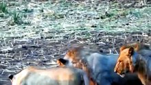A pride of lions taking down a crocodile on dry land. 🔥