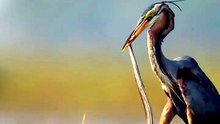 A great blue heron captures, dunks and ultimately ingests a struggling ermine 🔥
