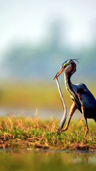A great blue heron captures, dunks and ultimately ingests a struggling ermine 🔥