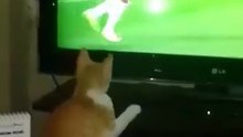 A Cat Want To Be Goalkeeper