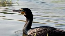 Great cormorant of India real documentry video