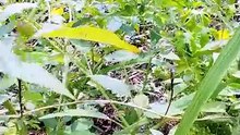 Kalian pada tau buah ciplukan