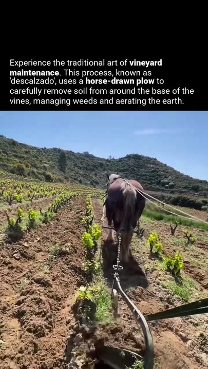 Plowing with Horses 🐴Traditional Vineyard