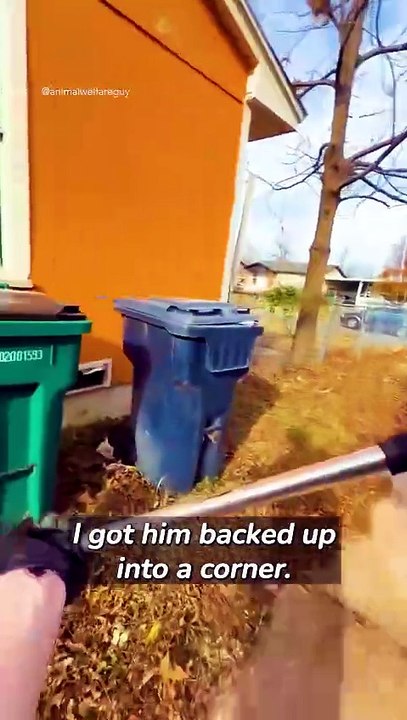Scared Rescue Dog Finally Learns to Trust Again ❤️🐶#dog #rescuedog #animalrescue #doglover #heartwarming #kindness #animals #shorts