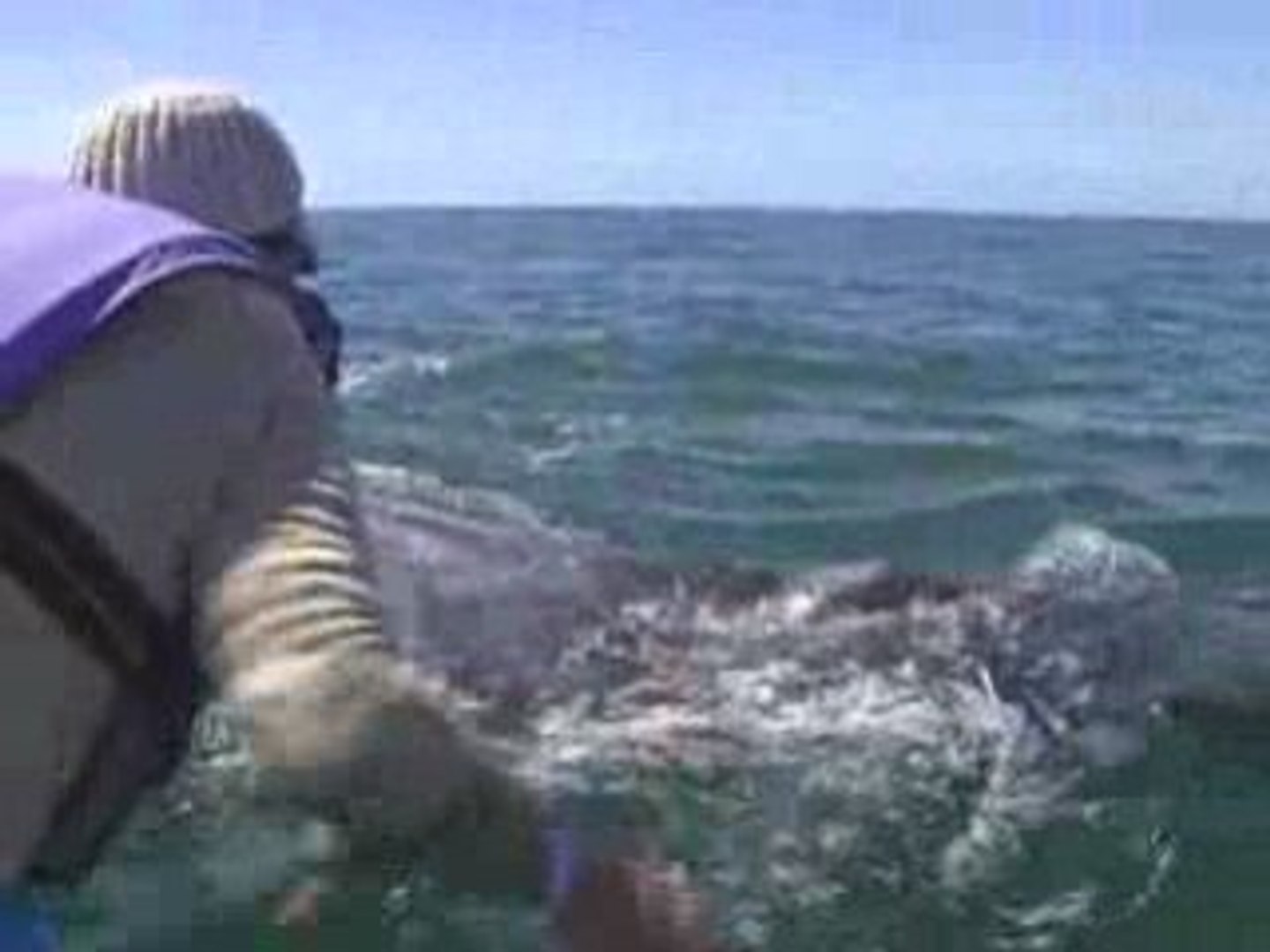 ⁣Baja Gray Whales