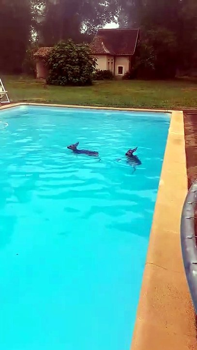 Une chevrette et deux faons prisonniers dans une piscine