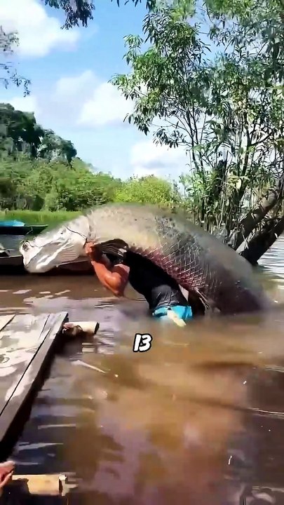 You can’t even break through the scales of these fish with an axe