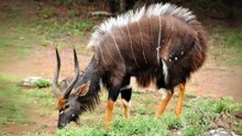 Twelve Rare Animals Only Zoologists Have Heard Of