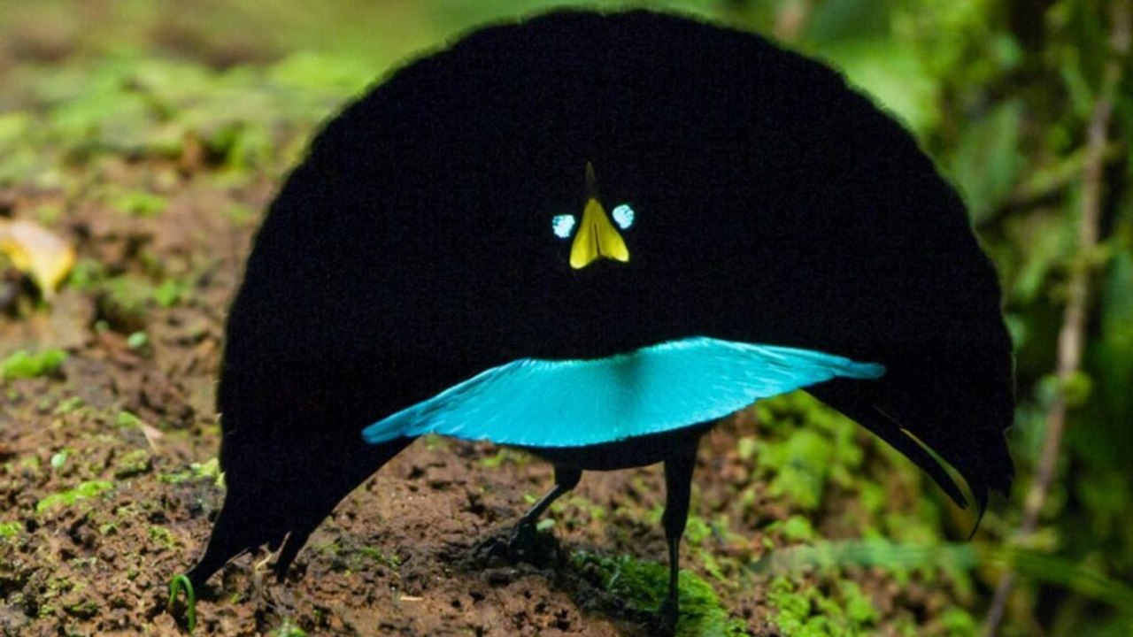 Ten Distinct, Rare Animals That Stand Out in Any Crowd