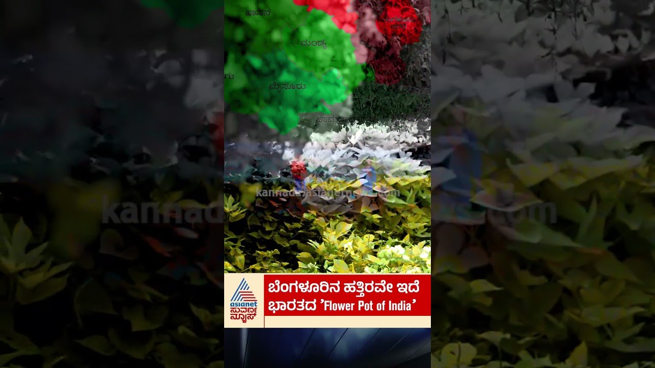ಬೆಂಗಳೂರಿನ ಹತ್ತಿರವೇ ಇದೆ ಭಾರತದ 'Flower Pot of India'#sunflowerfields #marigold  #bangalore