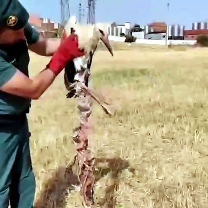 Rescate de una cigüeña blanca en Calzada de Calatrava