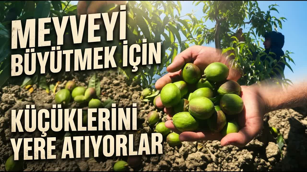 Tonlarca Meyveyi Dalından Koparıyorlar : Günlük Kazanç 1500 TL