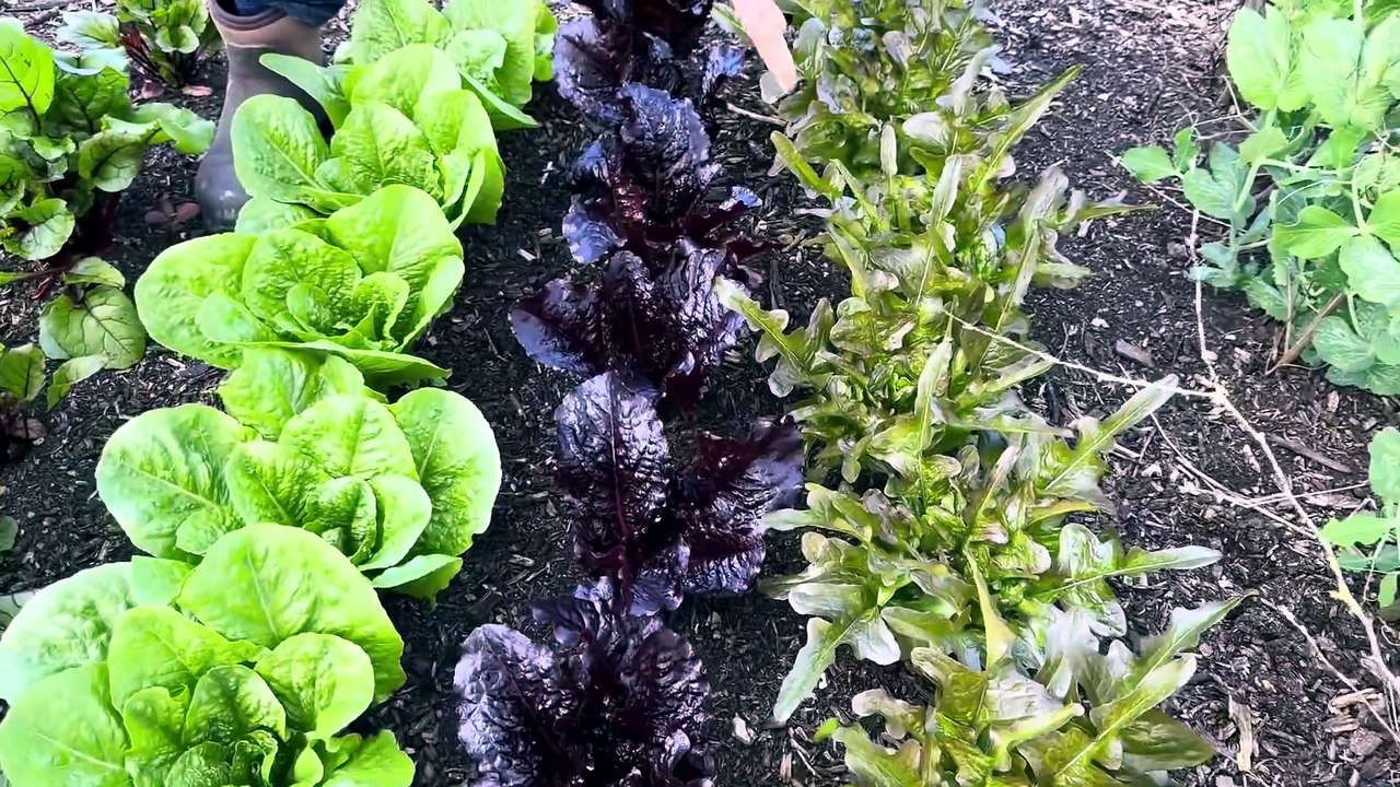 Spacing Plants Efficiently and Effectively with Charles Dowding