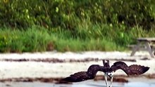 High Drama Wildlife Footage Of An Osprey Fighting Off Persistent Pelicans For Its Fish Catch