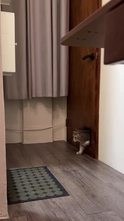 Chubby Cat Gets Stuck in Cat Door