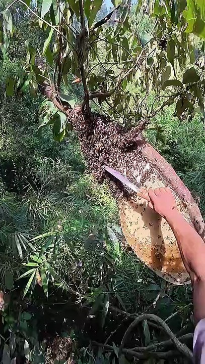 Wild honey harvest23nature%20%23honeybeedance%20%23honeybeesting%20%23honeybird_720p