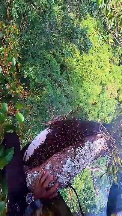 Wild Honey harvesting! #junblebees