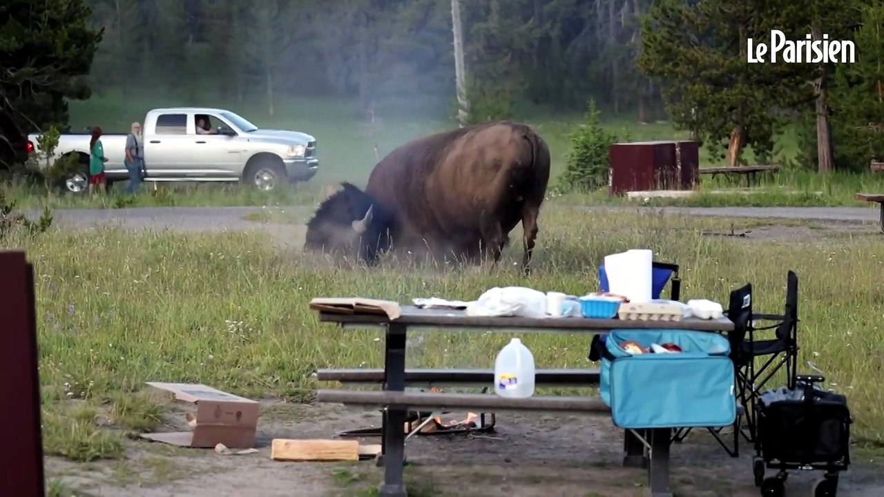 « Le bison a attaqué » : les images choquantes d’un touriste violemment projeté dans les airs à Yellowstone