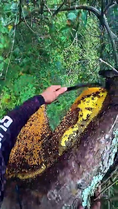 Jungle honey harvesting %20%23bee%20%23honeybeedance%20%23honeybeedance_720p