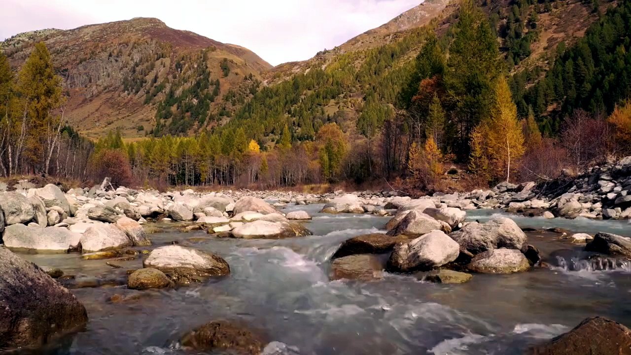Méditation Forêt 🌿 _ Musique Relaxante Violon & Piano _ Calme, Anti Stress, Sommeil