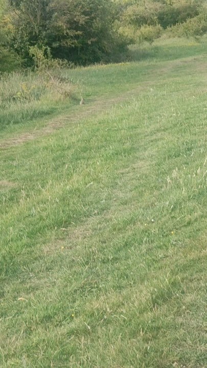 Rabbit wave