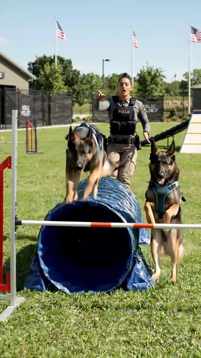 K9 Dog Running with Handler | Elite Police Dog Training #Shorts