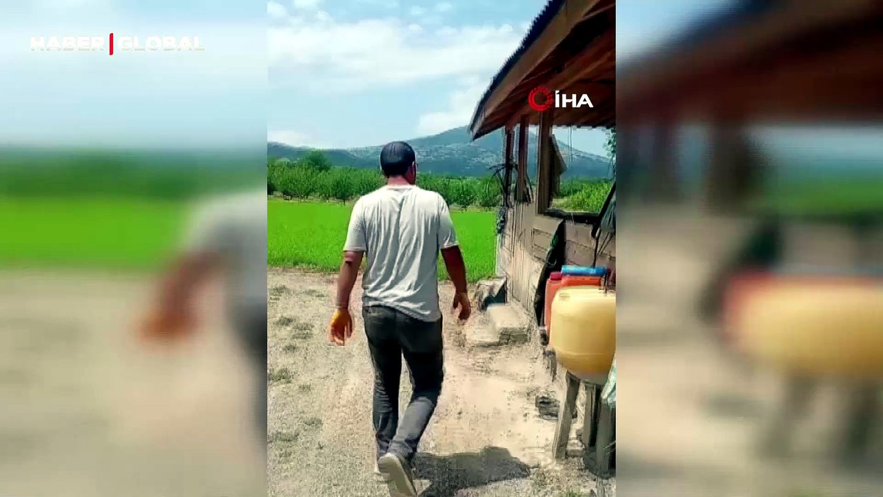 Eve giren yılanı yakalayıp boynuna sardı