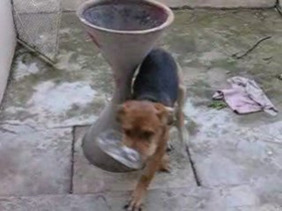 jeu de chiens!!!