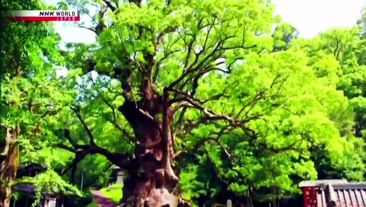 The Mark of Beauty, 2019-006: Kyoju - Massive Trees