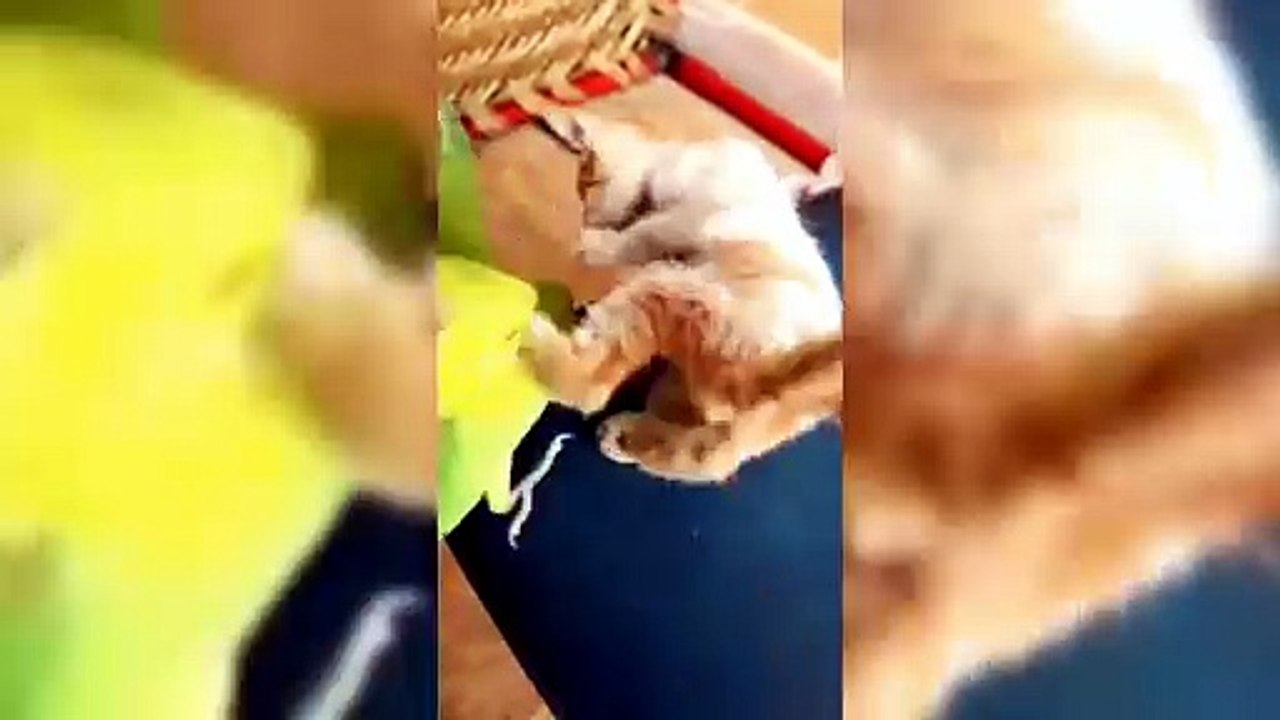 From Tiny Kittens to Playful Cats 🐾 | Too Cute to Miss!