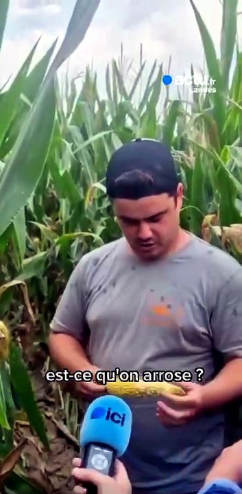 Dans les Landes, la canicule ravage les cultures d'un jeune agriculteur