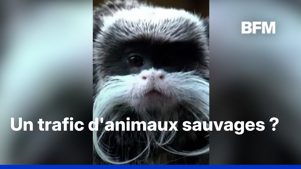 En Charente-Maritime, deux bébés tamarins ont été volés dans le zoo de La Palmyre