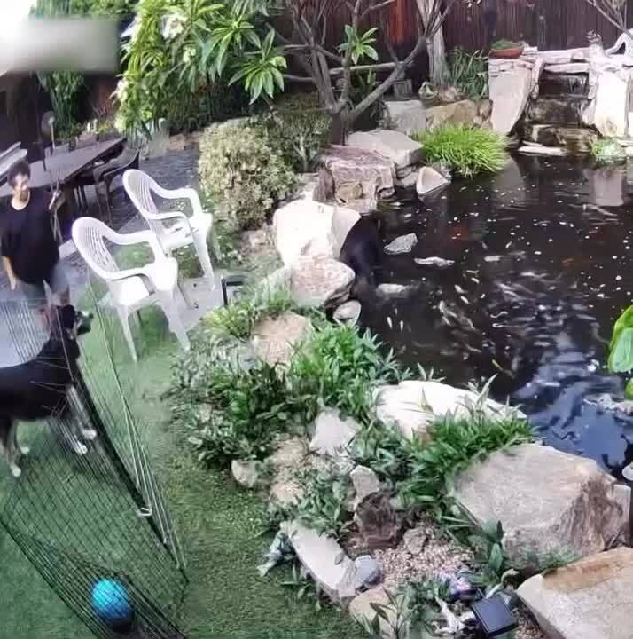 Labrador Puppy Jumps Over Fence to Get Into Fish Pond