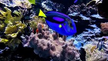 Plongée sous marine