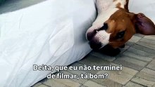Cachorro 'ator' finge dormir e vídeo fofo conquista a internet