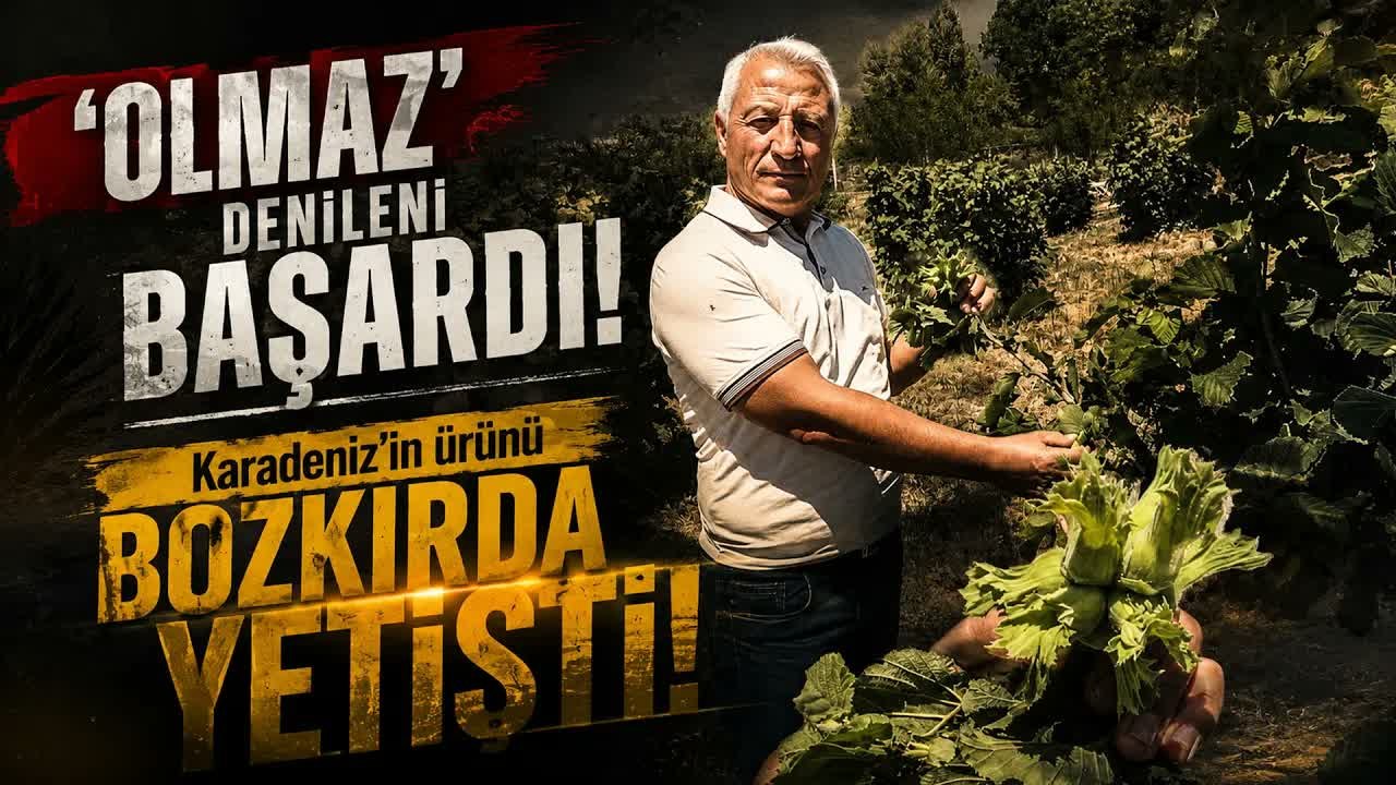 Bozkırda Fındık Yetiştiren Yozgatlı Üretici İlk Verimi Almaya Başladı