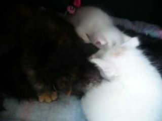 chatons Angora turc