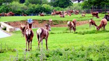 Animal Park - Season 26 Episode 4