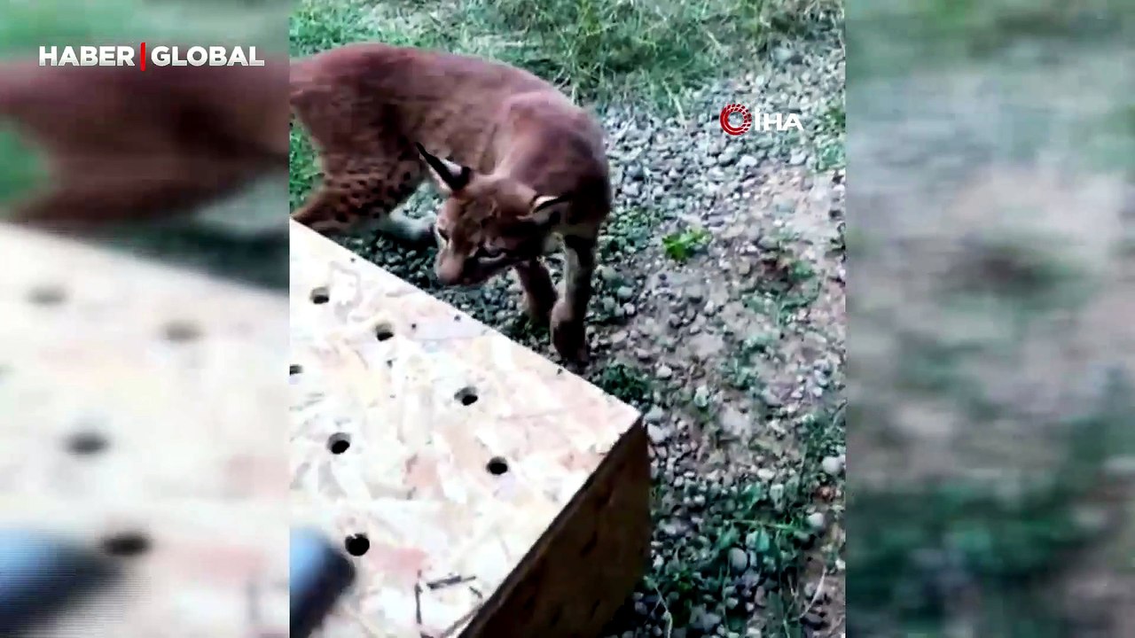 Edirne’de aracın bagajında iki vaşak ve serval ele geçirildi