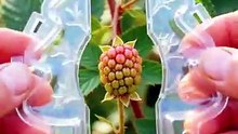 Amazing Tree-Shaped Blackberry Growing Process! 🌳✨ #Blackberry #GrowingProcess #4K