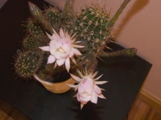 Two Flowers - Cactus Cam Productions