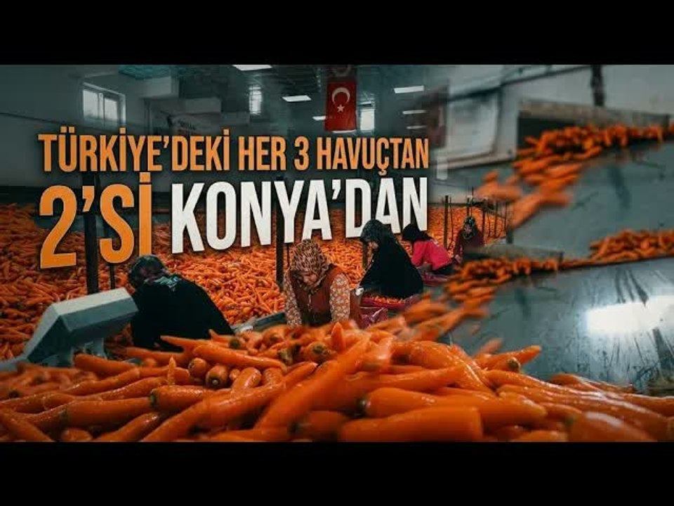 Türkiye'nin Havuç Deposunda Hasat Sürüyor